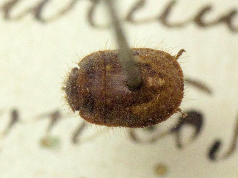 Odontoscelis (Odontoscelis) lineola Rambur, 1839